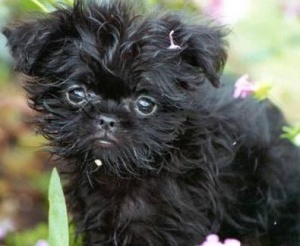 affenpinscher