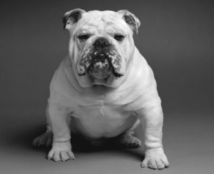 angol bulldog