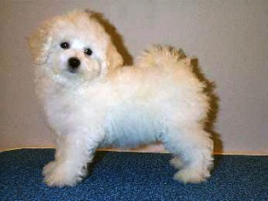 bichon frise