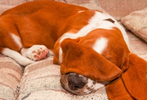 basset hound