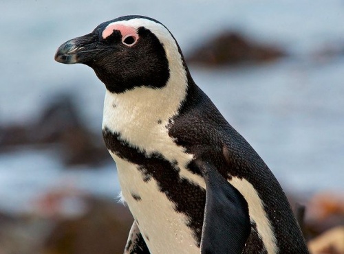 pingvin4