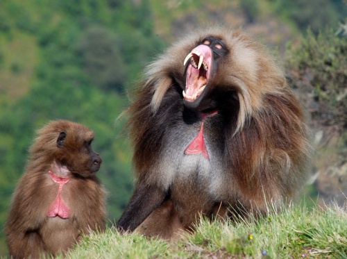 gelada-pvin