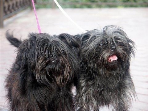 miert-ugat-a-kutya-affenpinscher_foto_nemethne_mester_judit