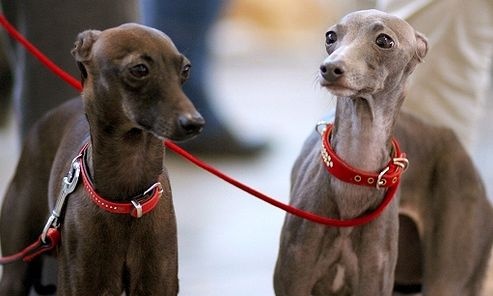 Miskolc Marathon Dogshow