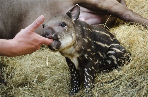 tapir_a_debreceni_allatkertben
