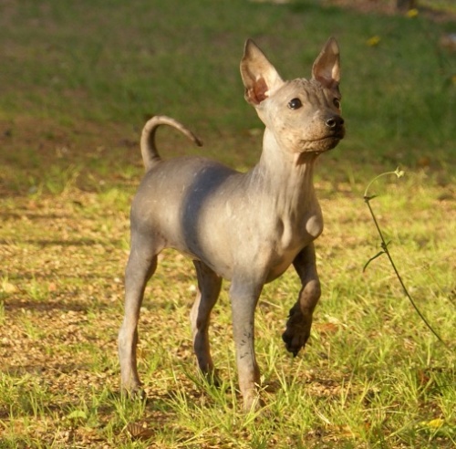 amerikai_kopasz_terrier