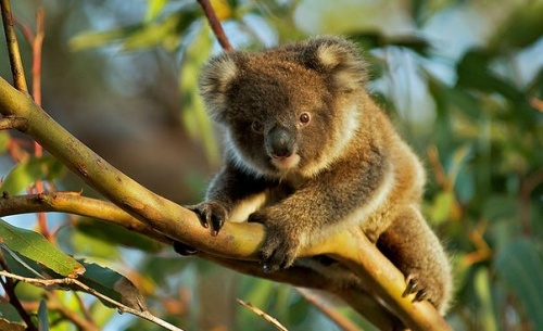 koala04