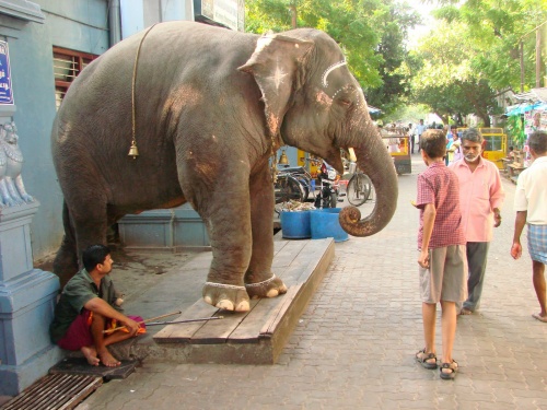 elefant_indiaban