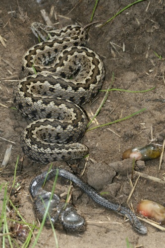 rakosi_vipera_elles_vipera_kozpont_2010_halpern_balint_0001