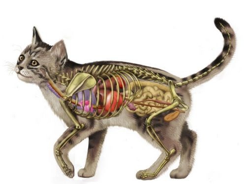 macska anatómia