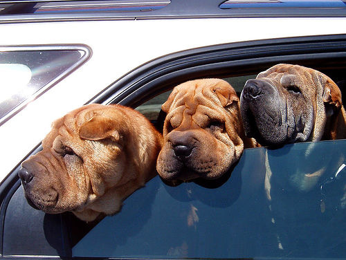 sharpei-autoban