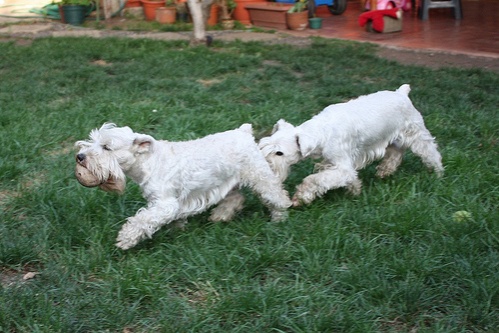 feher-schnauzerek