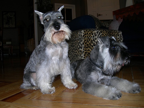 ket-schnauzer