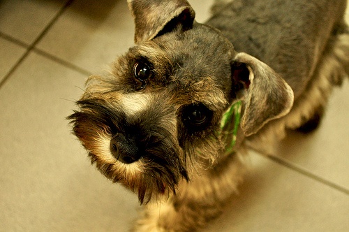 torpe-schnauzer