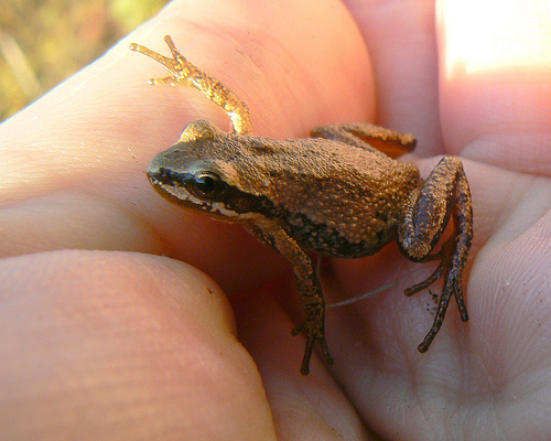 pseudacris-triseriata