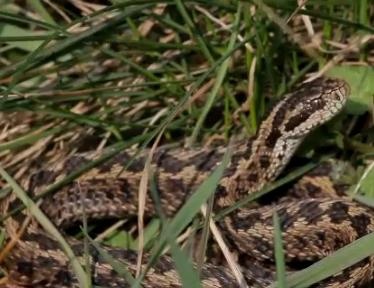 rakosi-vipera-kep