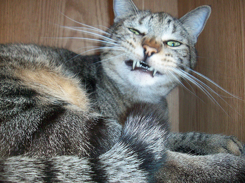 tusszento-cica