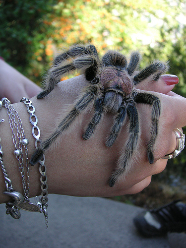 tarantula