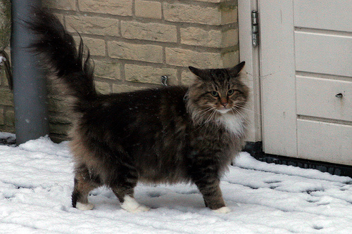 nagy-macska