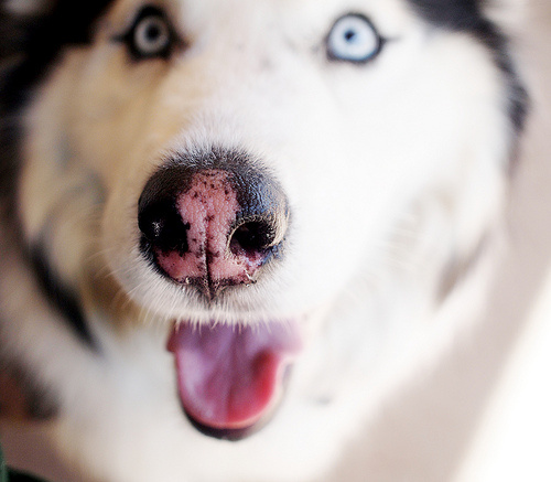 husky-kutya-orra