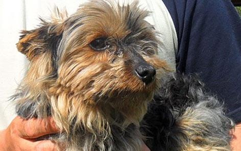 terrier-keverek