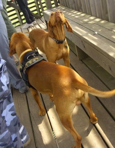 vizslak