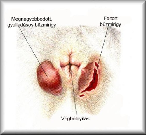 vegbelmirigy