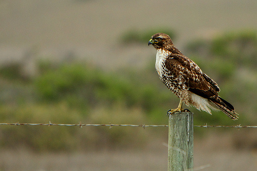 buteo-buteo