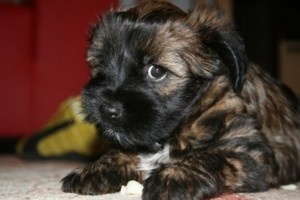 tiberi-terrier-kiskutya