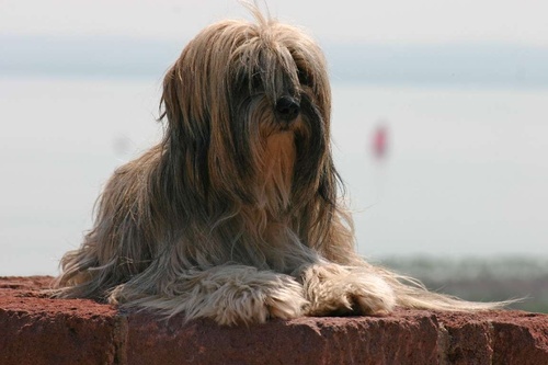 tibeti-terrier-foto