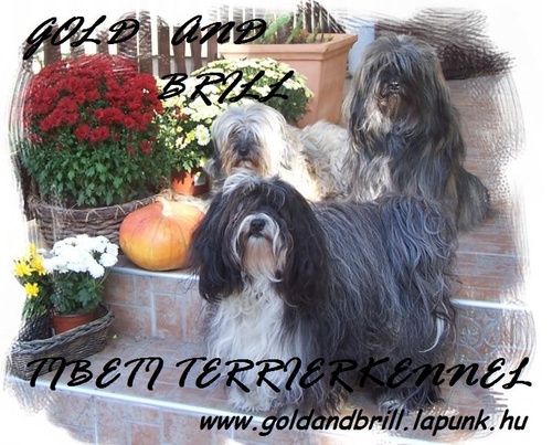 tibeti-terrier-kennel