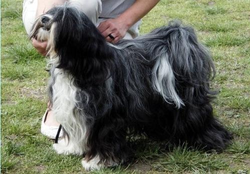 tibeti-terrier-kep