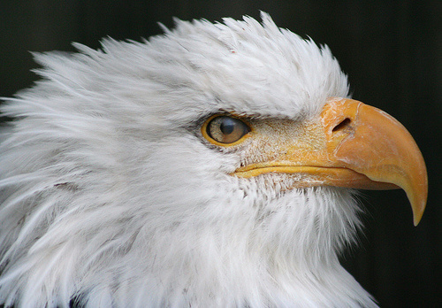 bald-eagle