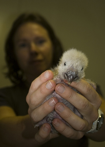 kakapo-fioka