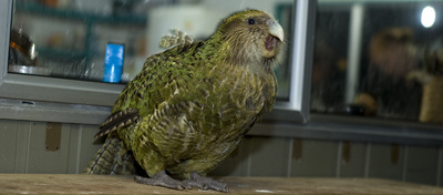 kakapo-kep