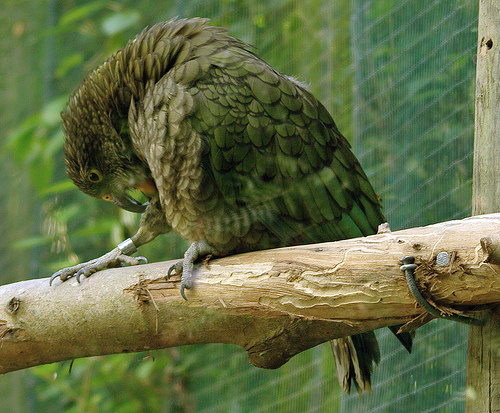 kea