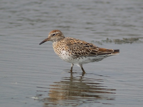 calidris-acuminata