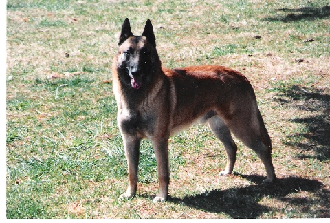 belga-juhasz-kutyafajta