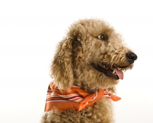 goldendoodle-kutya