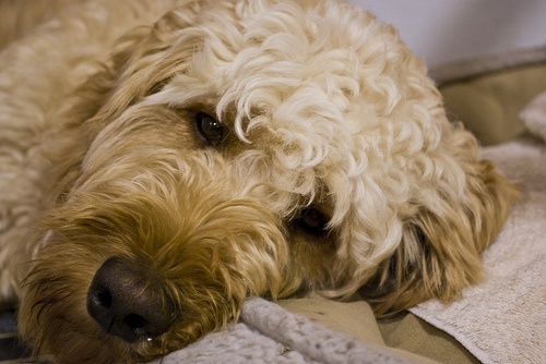 goldendoodle-kutyafajta