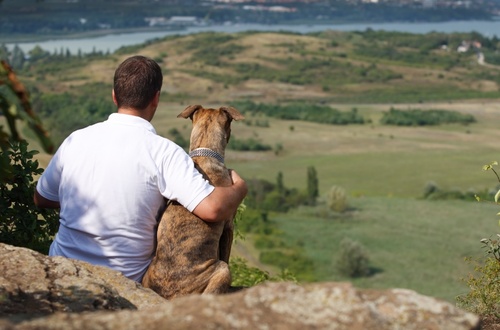 istock_-_bartok