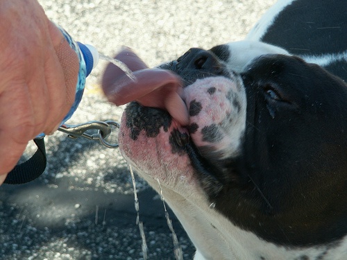 bulldog-iszik