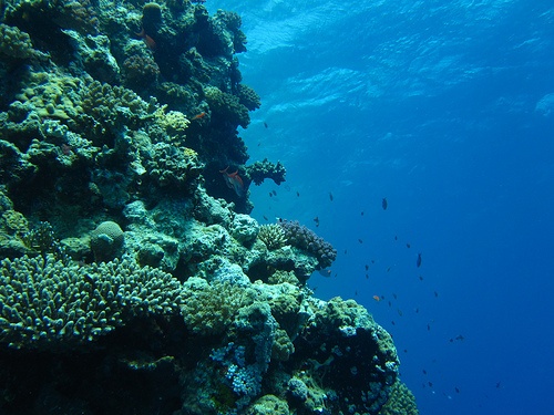 gorgonia