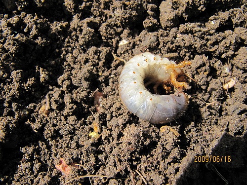 szarvasbogar-larva