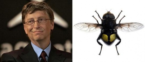 legyfajta