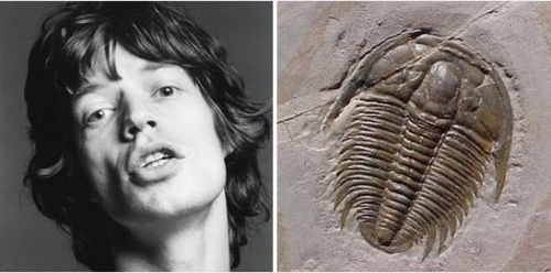 trilobita