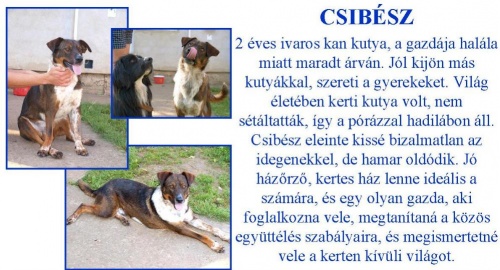 csibesz