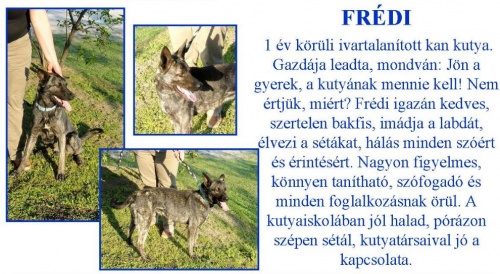 ingyen-kutya-fredi