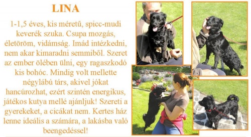 ingyen-kutya-lina