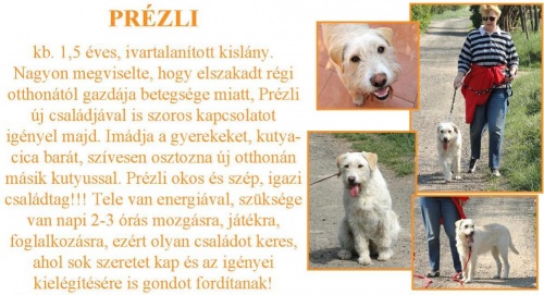 ingyen-kutya-prezli